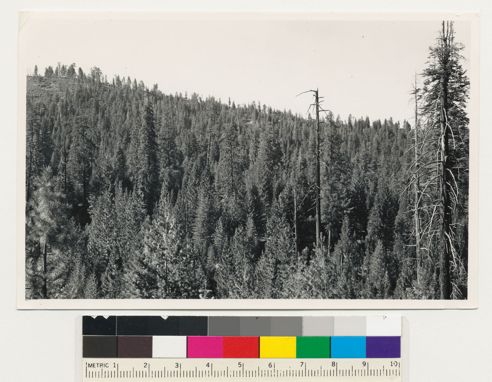 Image of white fir