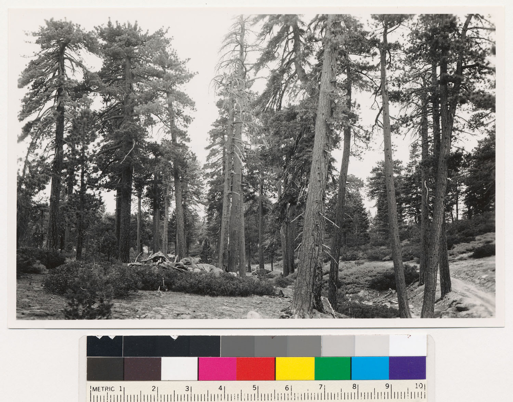 Image of white fir