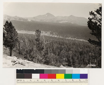 Image of lodgepole pine