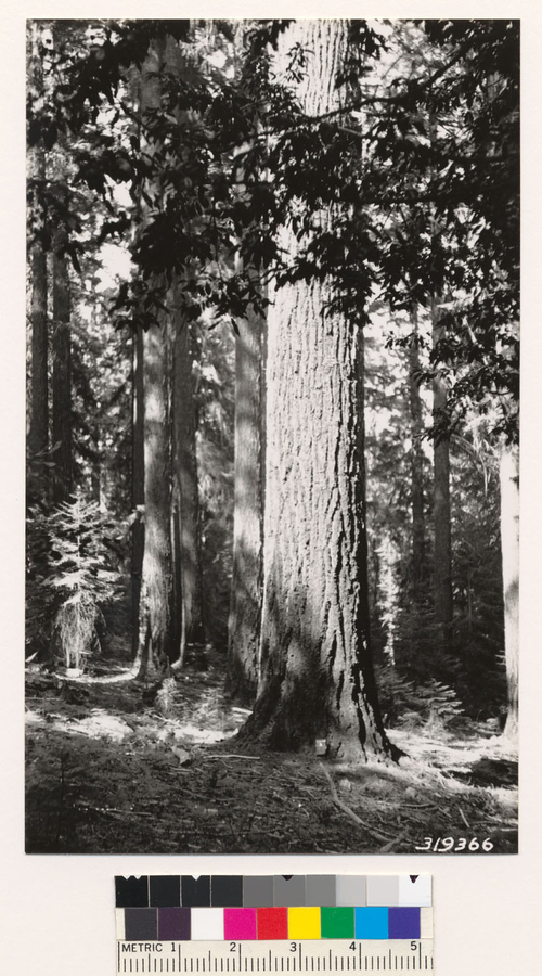 Image of white fir