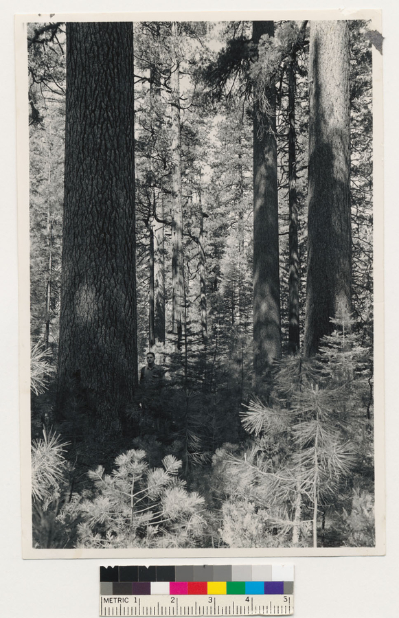 Image of white fir