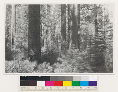 Image of white fir