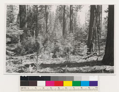 Image of white fir