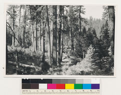 Image of white fir