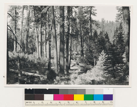 Image of white fir