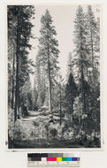 Image of ponderosa pine