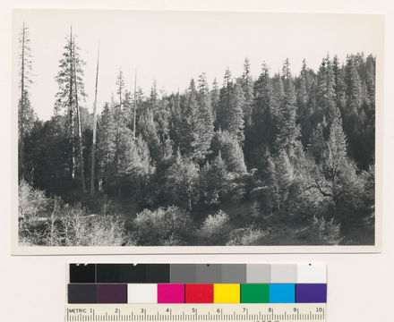 Image of ponderosa pine