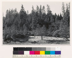 Image of Jeffrey Pine