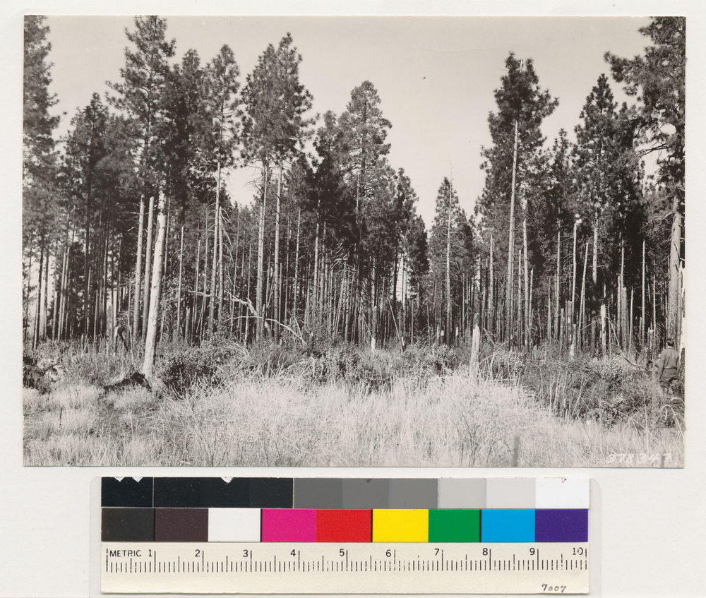 Image of ponderosa pine