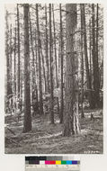 Image of ponderosa pine