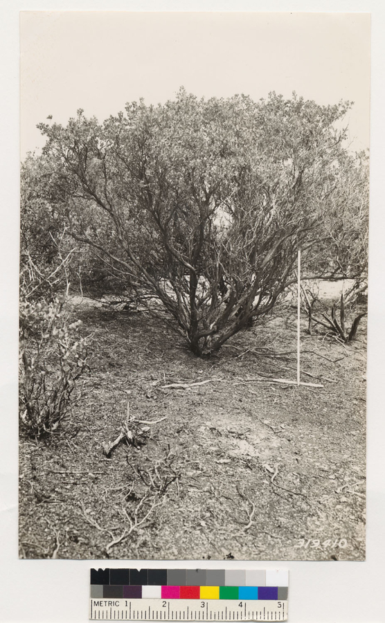 Image of Nissenan manzanita