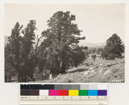 Image of big sagebrush