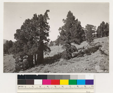 Image of big sagebrush