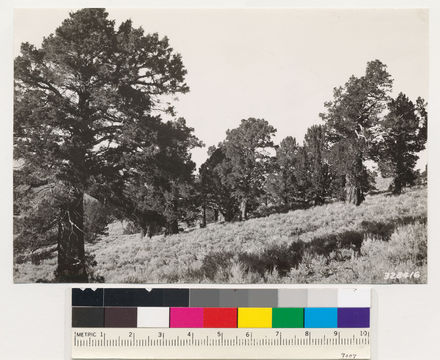 Image of big sagebrush