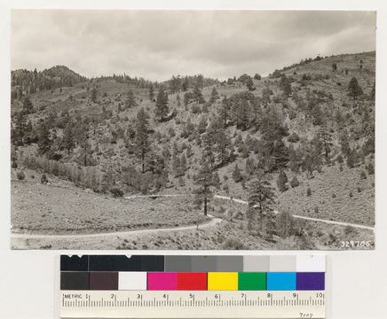 Image of big sagebrush