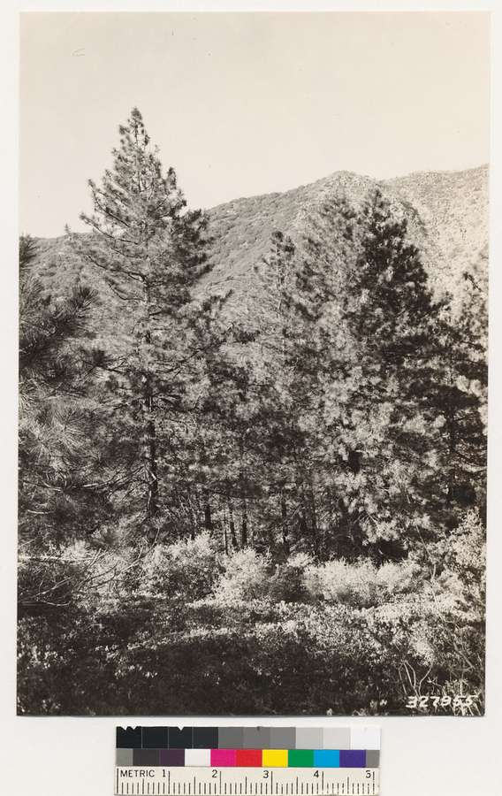 Image of Eastwood's manzanita