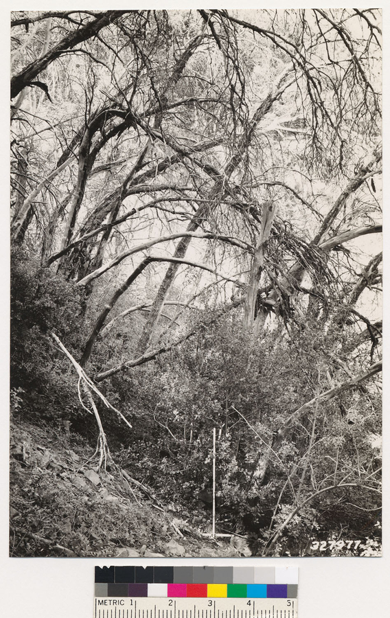 Image of canyon live oak