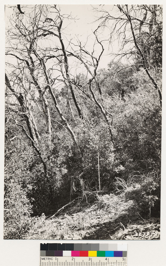 Image of canyon live oak