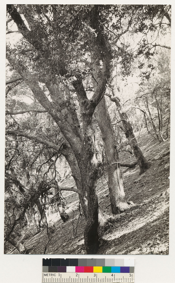 Image of canyon live oak