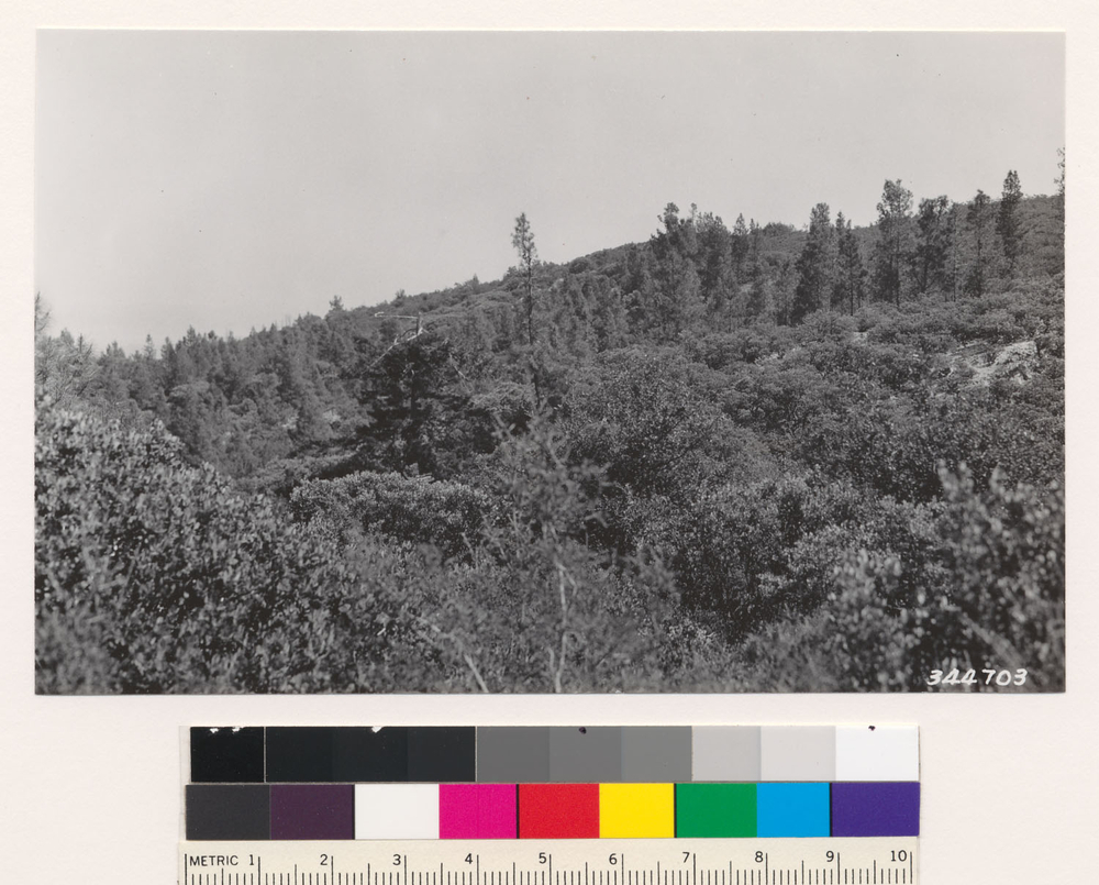 Image of hoary manzanita