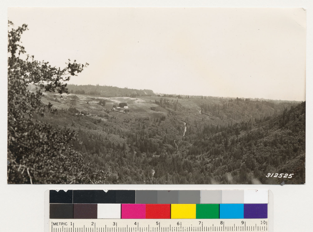 Image of Pacific madrone