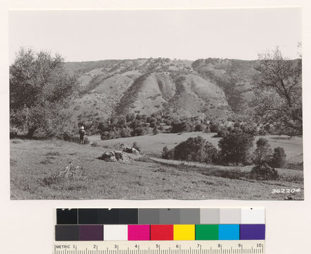 Image of coastal sagebrush