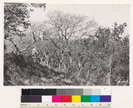 Image of California Live Oak