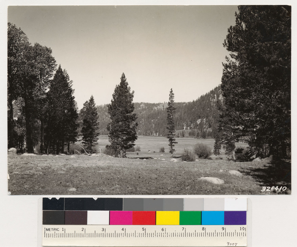 Image of lodgepole pine