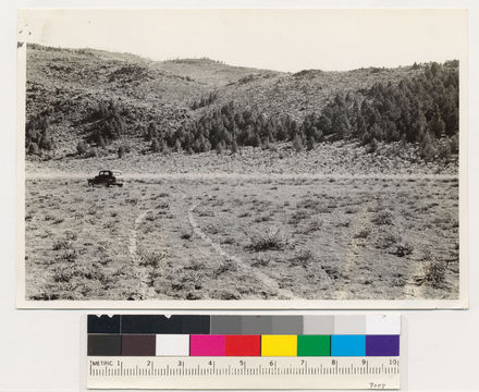 Image of big sagebrush