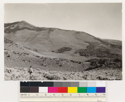 Image of big sagebrush