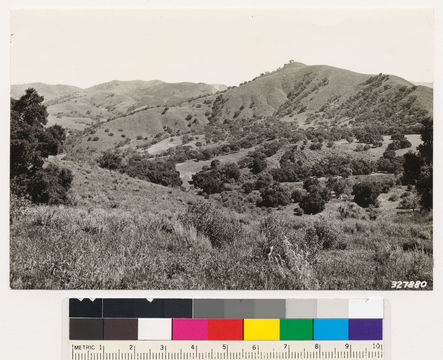 Image of California Live Oak