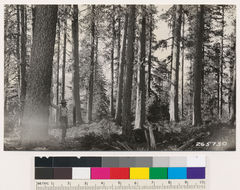 Image of Eastwood's manzanita