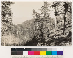 Image of hoary manzanita