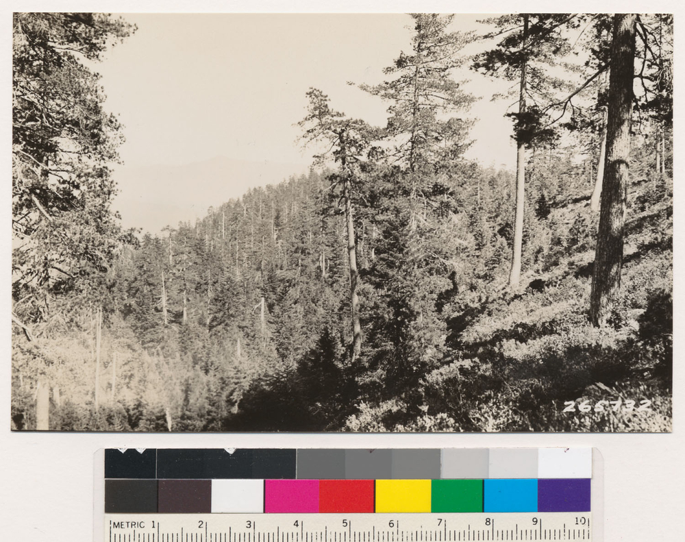 Image of hoary manzanita