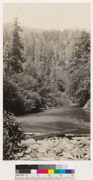 Image of Pacific madrone