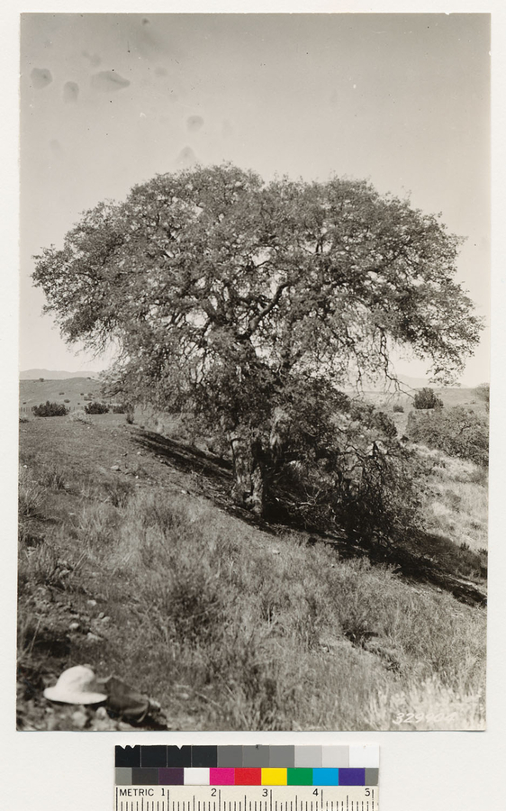 Image of Nutall's scrub oak