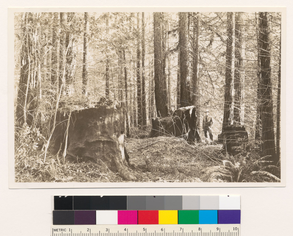 Image of California Redwood