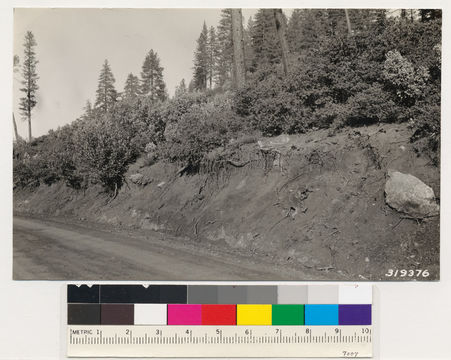 Image of sticky whiteleaf manzanita