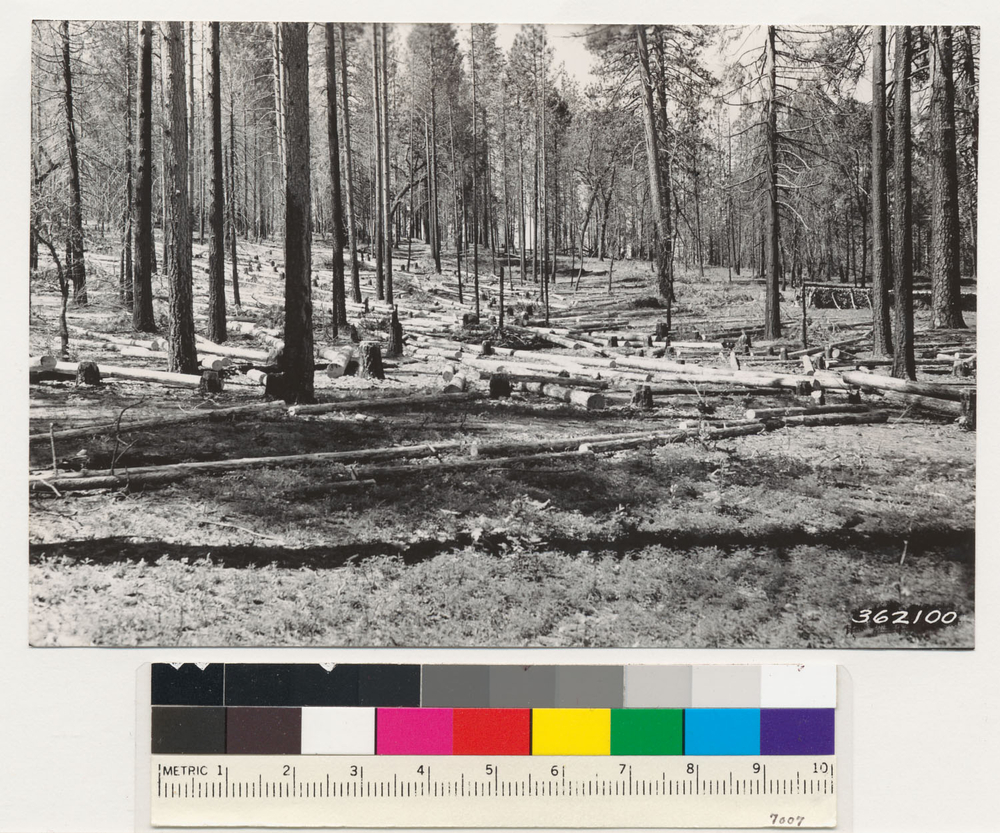 Image of ponderosa pine