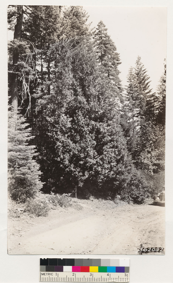 Image of white fir