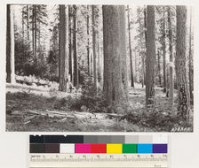 Image of white fir