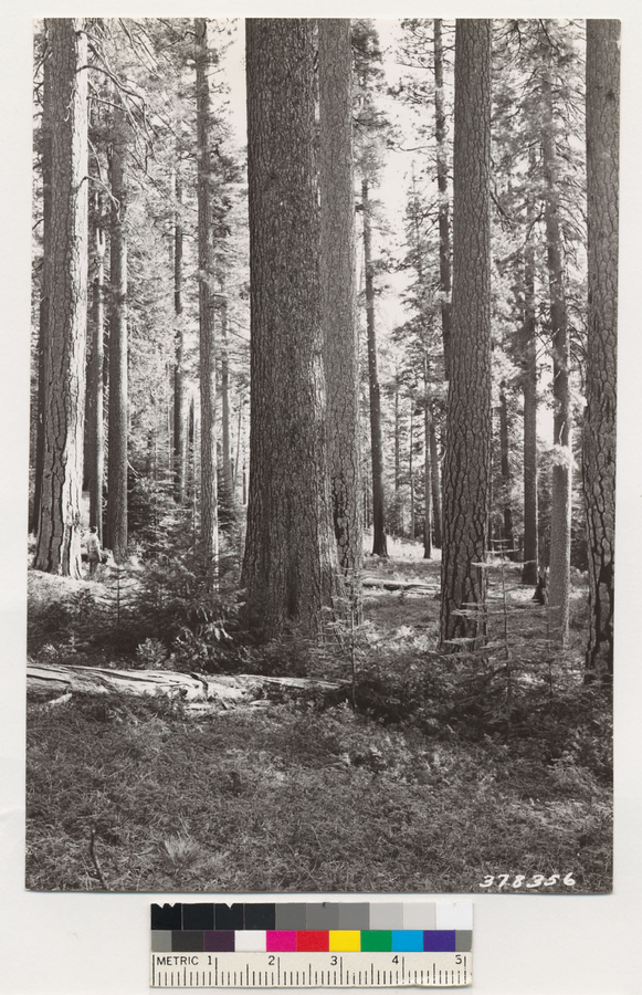 Image of white fir