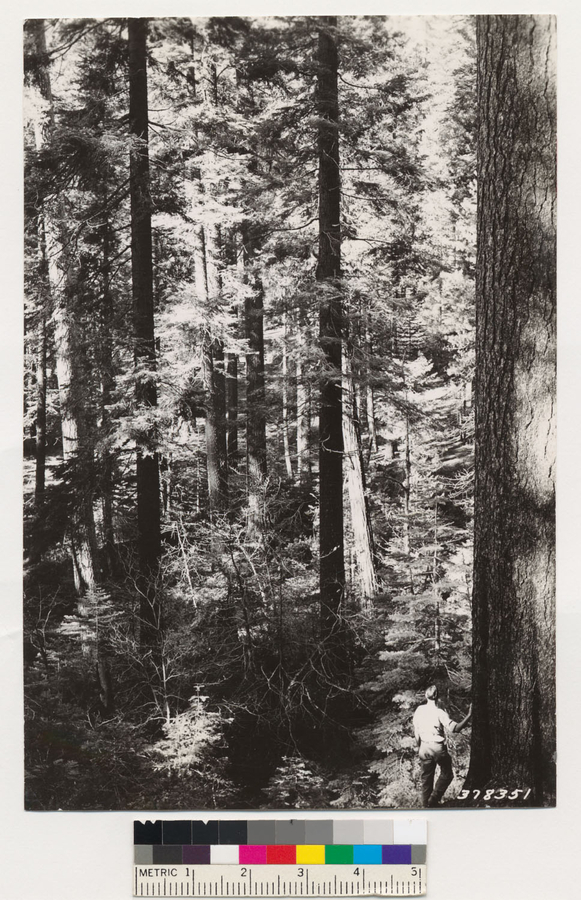 Image of white fir