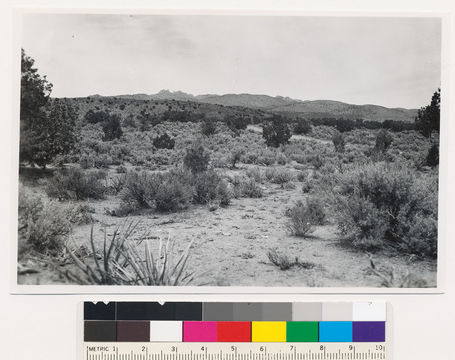 Image of big sagebrush