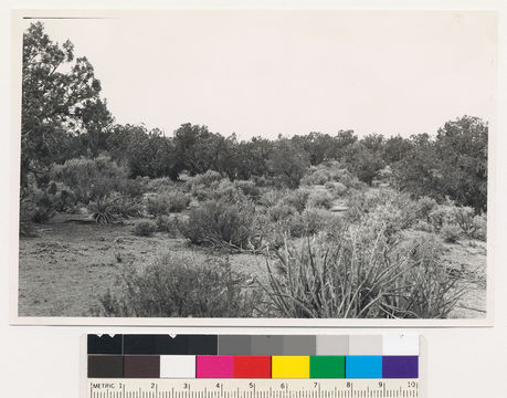 Imagem de Artemisia tridentata (Nutt.) W. A. Weber