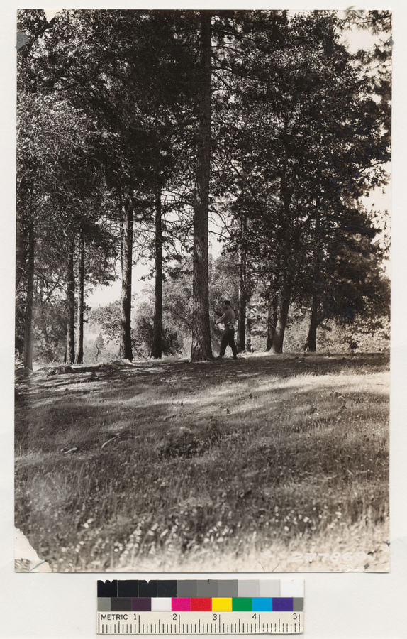 Image of ponderosa pine