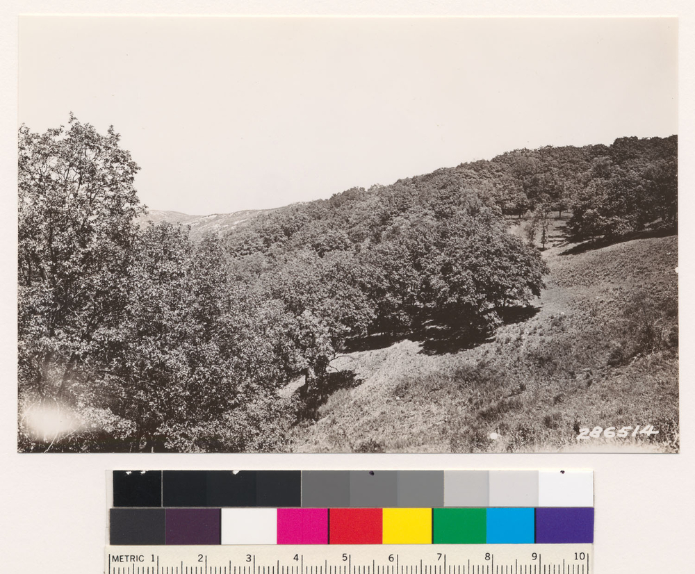 Image of California black oak