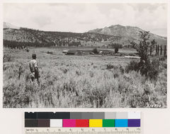 Image of big sagebrush