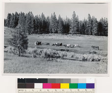 Image of big sagebrush