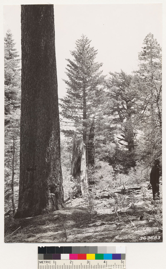 Image of white fir